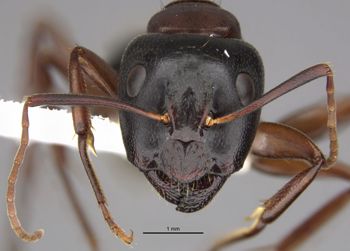 Media type: image;   Entomology 35427 Aspect: head frontal view